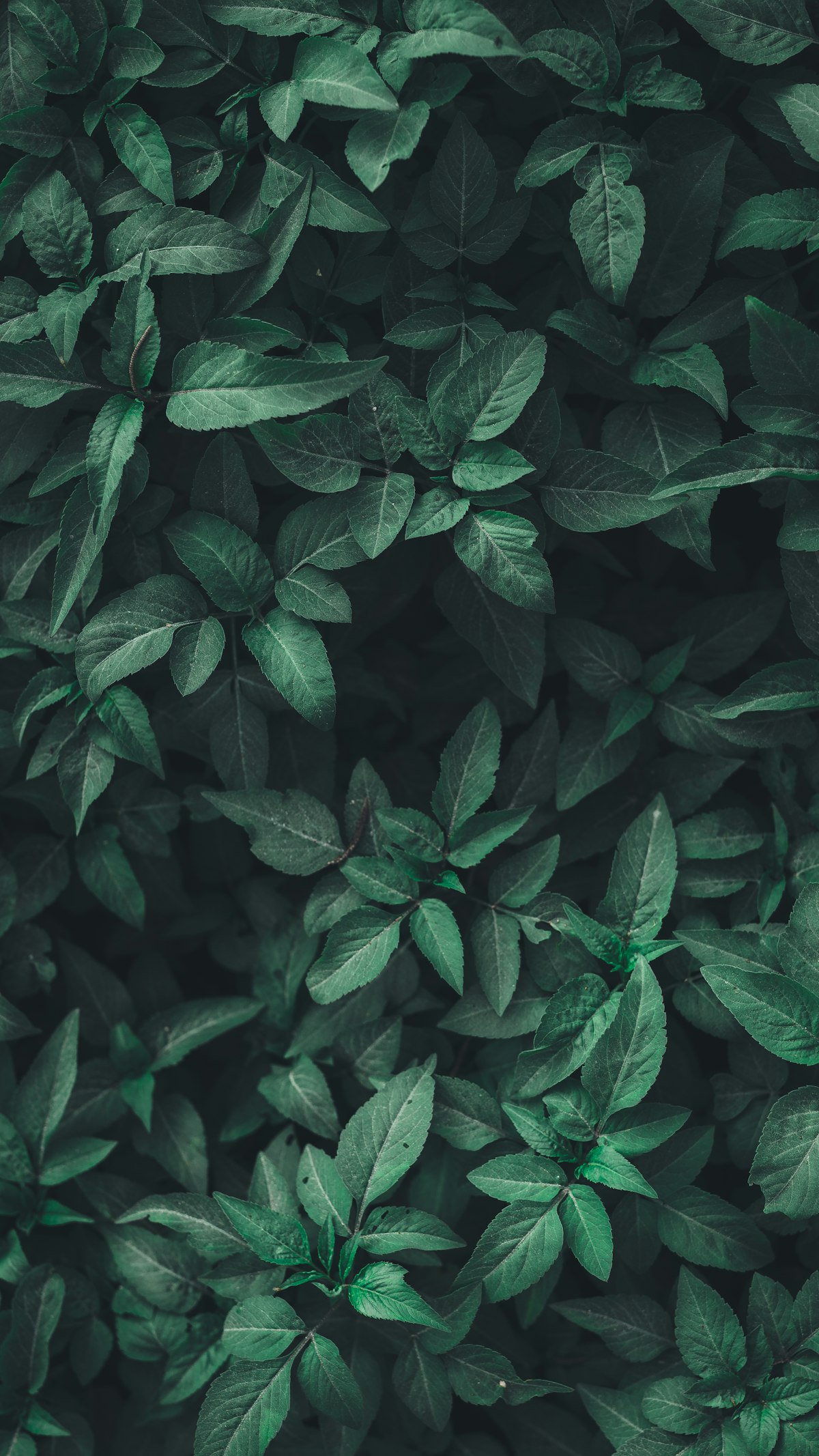 Lush green forest representing nature and wellness
